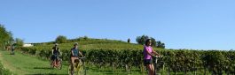 Découvrir le vignoble autrement
