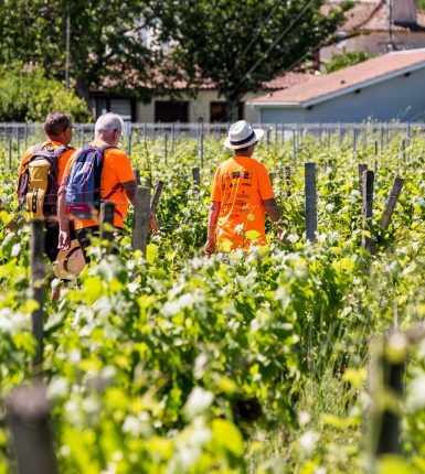 La ronde des vignobles en Fronsadais