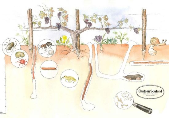 Parcours Pédagogique du Château Soutard