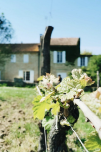 Château Franc Baudron