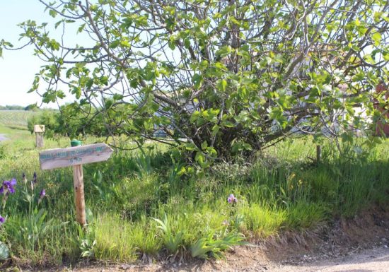 Circuit du Bois des Dames à Saint-Quentin-de-Caplong