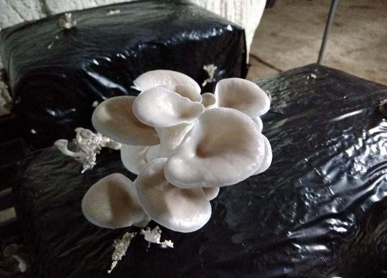Organic Lo Mushroom