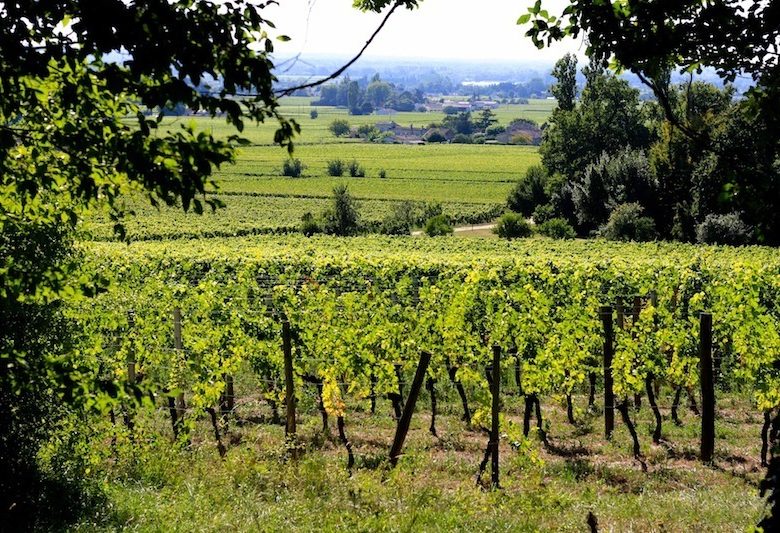 Boucle pédestre : La Route des vins biologiques