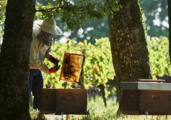 Château Plain Point – Balade en terres de Merveilles